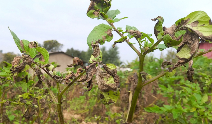 डडुवा रोगले आलु नष्ट