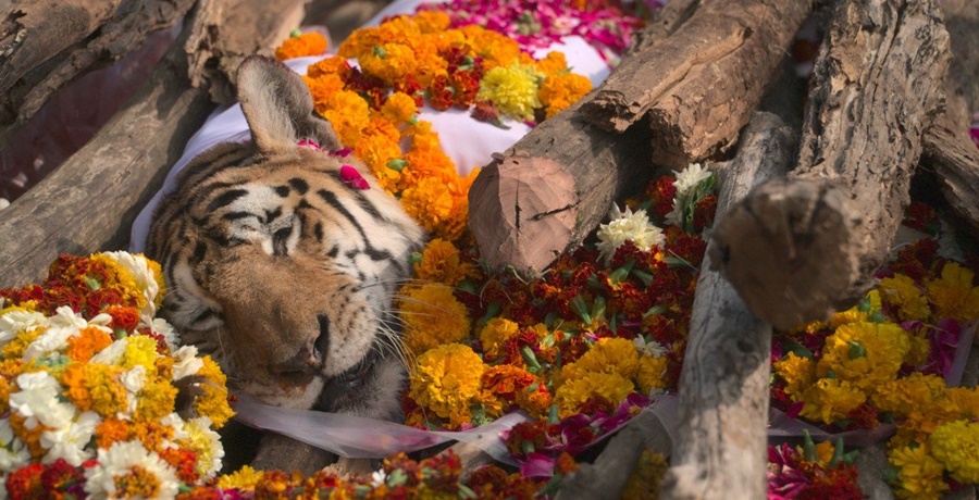 २९ वटा डमरुलाई जन्म दिने ‘कलरवाली’ को मृत्यु