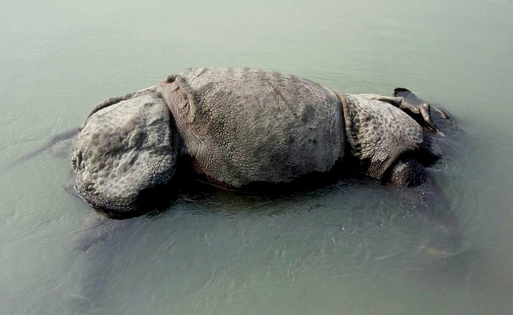 बाघले मार्यो दुई गैँडा