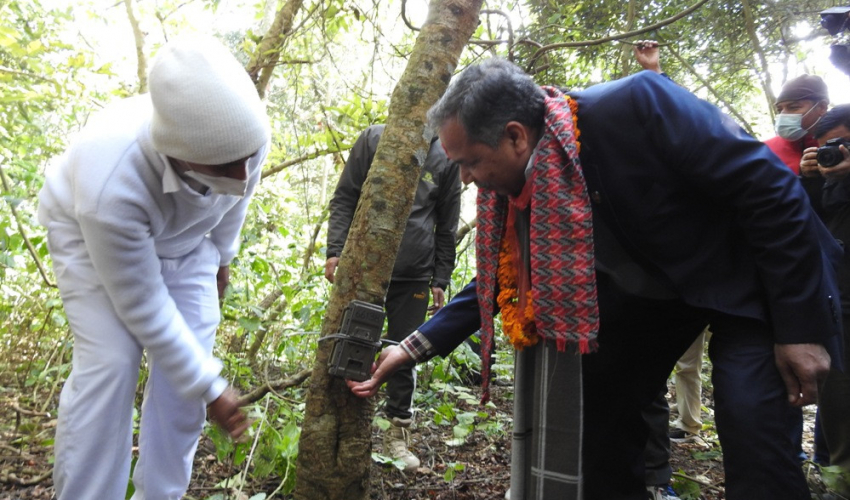 कञ्चनपुरको शुक्लाफाँटामा आजदेखि बाघ गणना थालियो