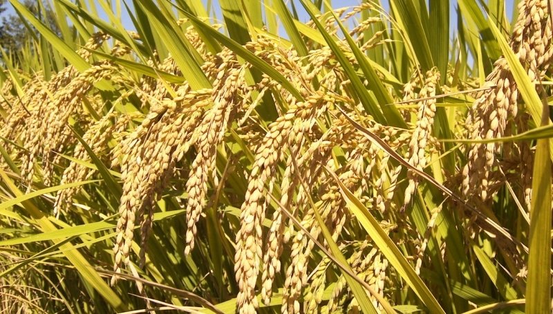 कैलालीमा चैते धान खेती विस्तार हुँदै