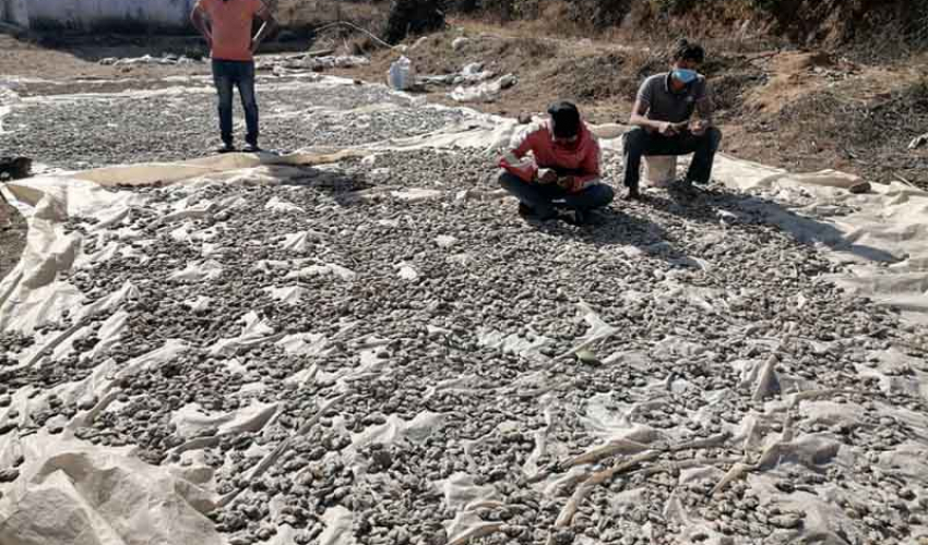 बर्सातले सुठो कुहिँदा डोटीका किसान चिन्तित