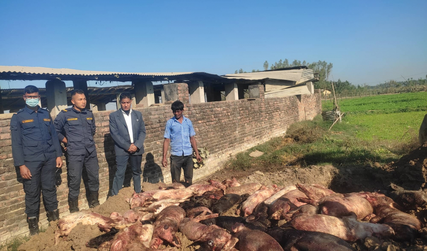कैलालीमा अफ्रिकन स्वाइन फिभरको सङ्क्रमण, ७० बङ्गुर गाडियो