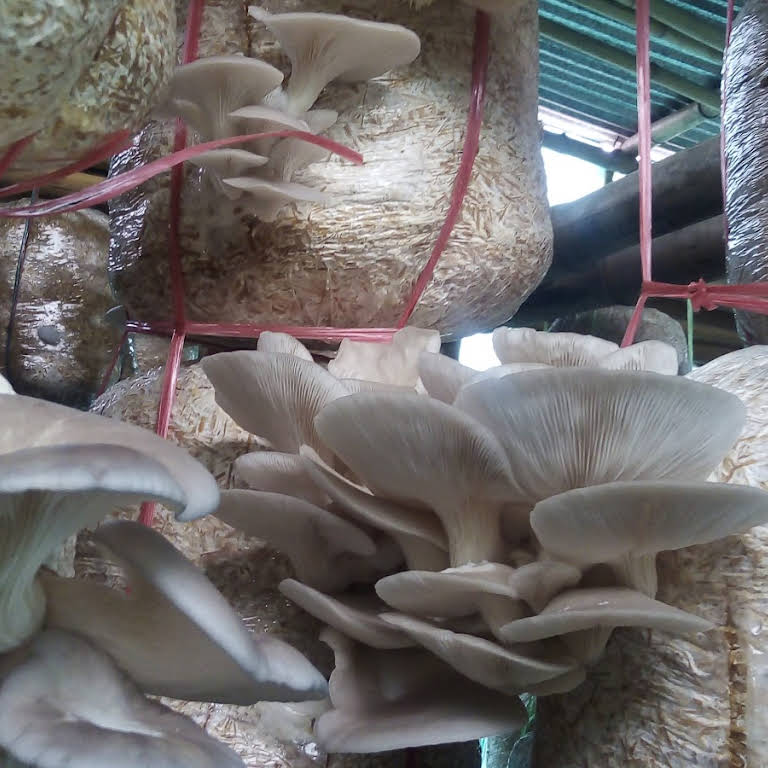 गृहिणी जीवन बिताइरहेका महिला आयमूलक काममा