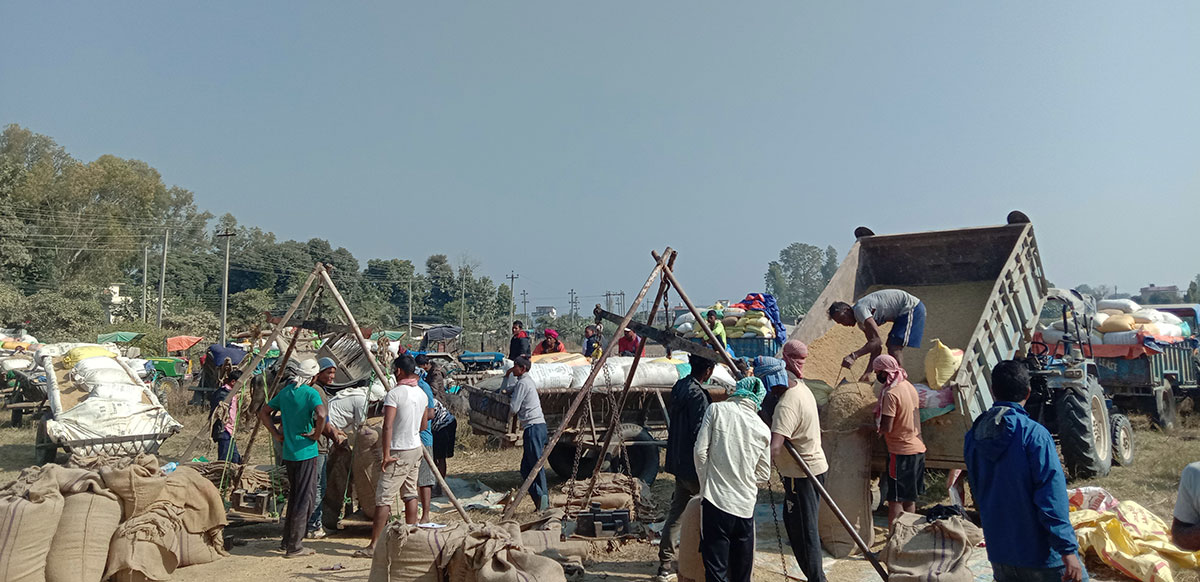 धान उत्पादन ७ प्रतिशत बढ्यो
