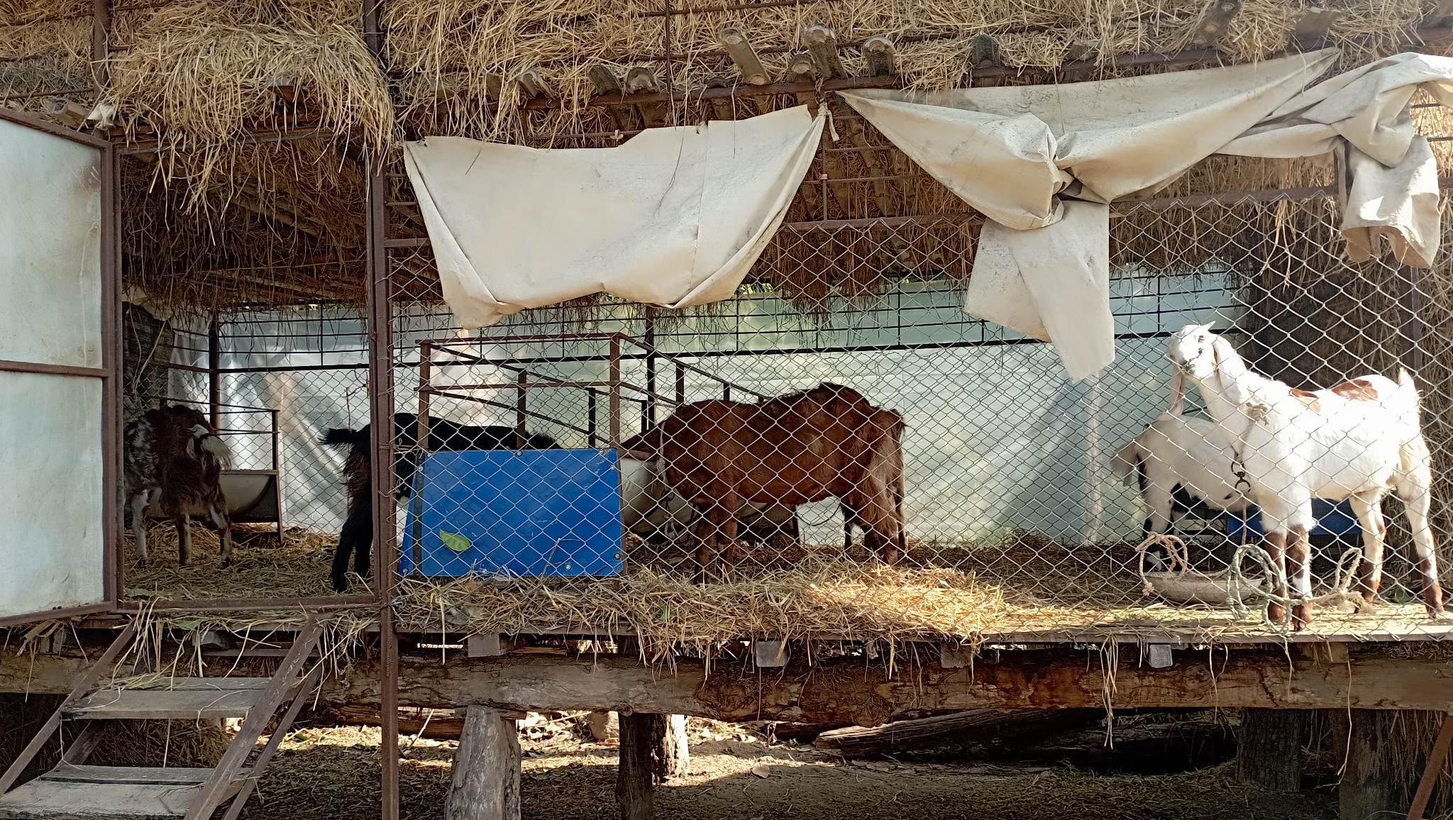 वन किनाराका बासीन्दालाई सुधारीएका खोर