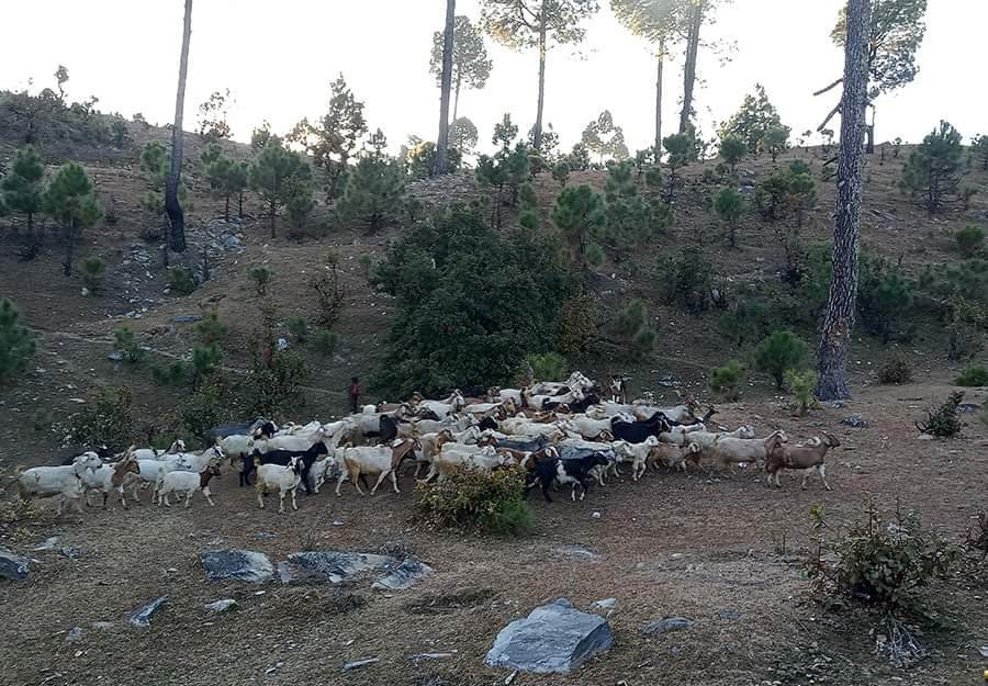 बझाङको पुँगरमा बाख्रा पालनबाट मनग्य आम्दानी
