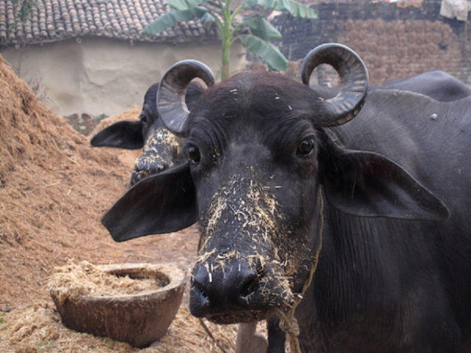 दार्चुलामा लोप हुँदै भैँसी