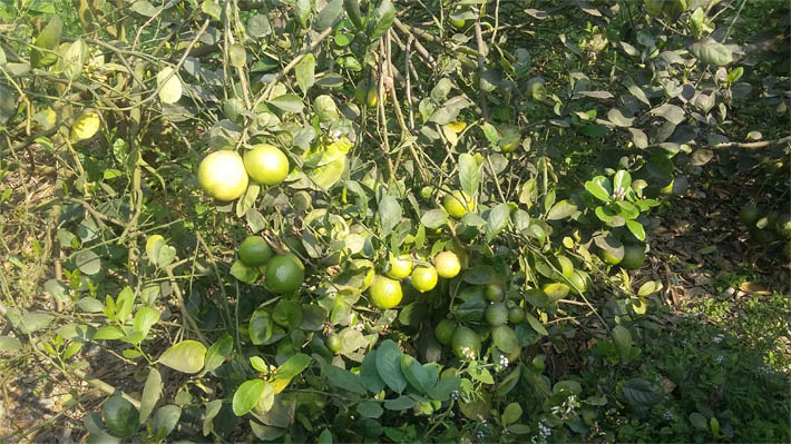 फलफूल खेतीमा रमाउँदै डोटीका युवा