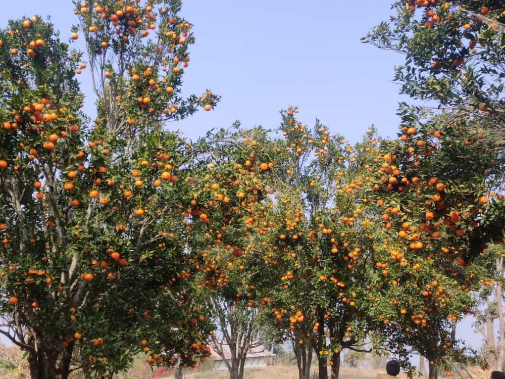 एकै जिल्लाबाट ३८ करोडको सुन्तला