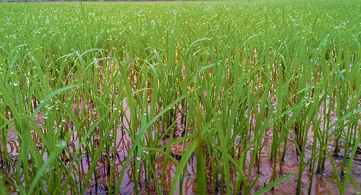 बाढीप्रभावित क्षेत्रमा चैते धान खेती