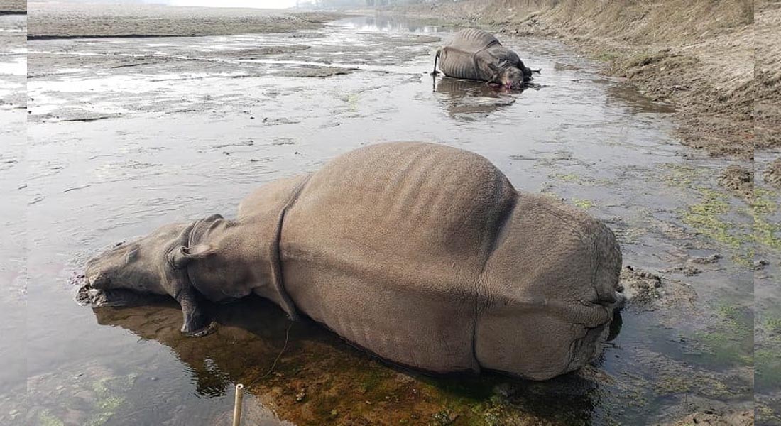 आठ वर्षमा २२० गैँडा मरे