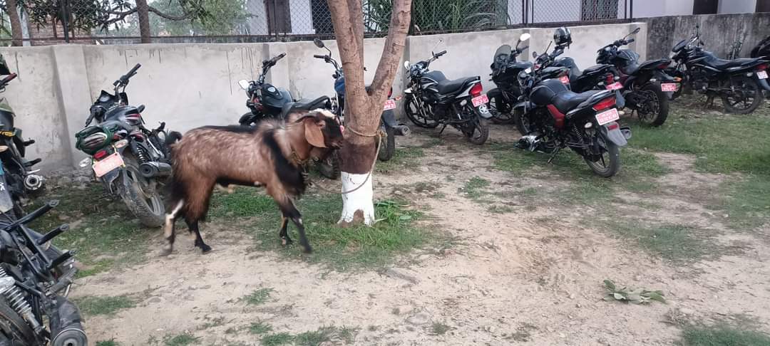 भारतबाट चोरीपैठारी गरी ल्याएका ६ वटा बोका बेबारिसे अवस्थामा फेला