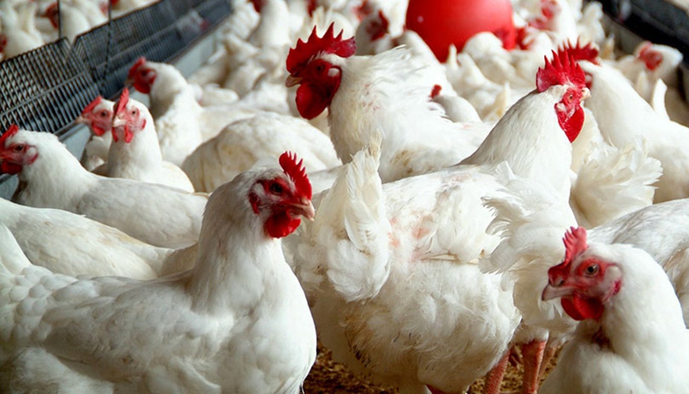 कैलालीमा दाजुभाइको मृत्यु घटना : ब्रोइलरको मासुमा सङ्क्रमण भेटिएन