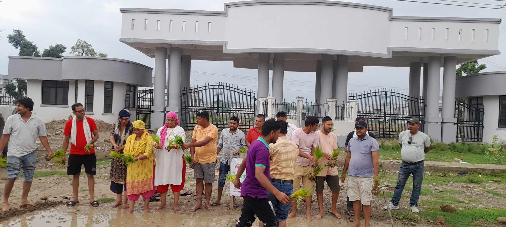 संघर्ष समितिले विश्वविद्यालय परिसरमा धान रोप्यो