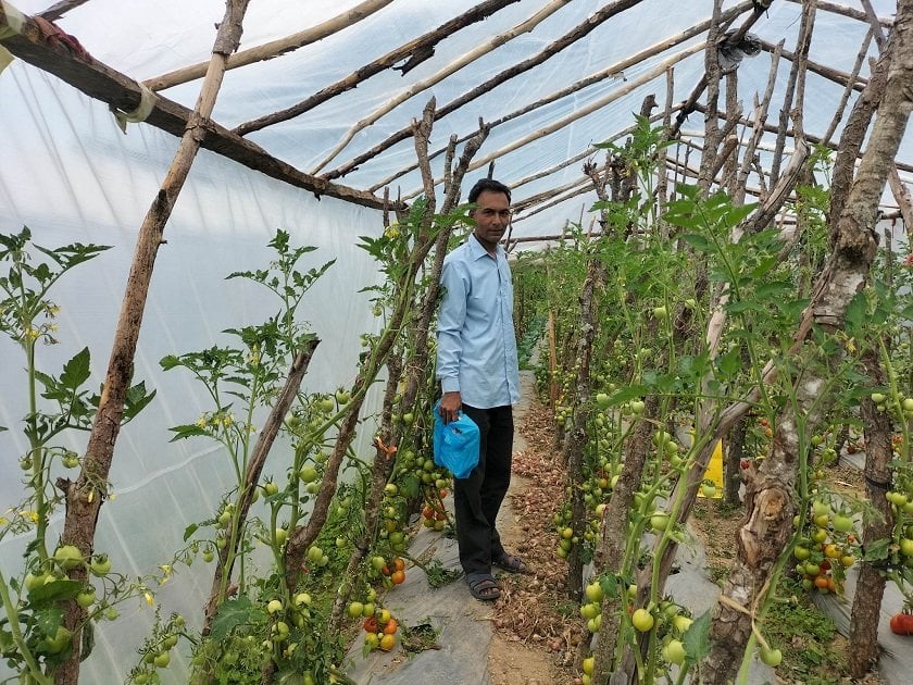 अध्यापन संगै तरकारी खेतीबाट मनग्य आम्दानी गर्दै बैतडीका धनवीर