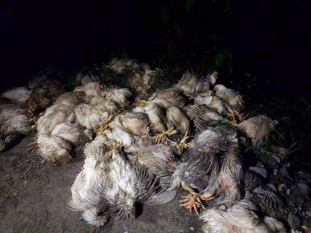 गोदावरीमा भारतबाट ल्याउँदै गरेका अवैध कुखुरा किसानले बरामद गरी प्रहरीलाई बुझाए