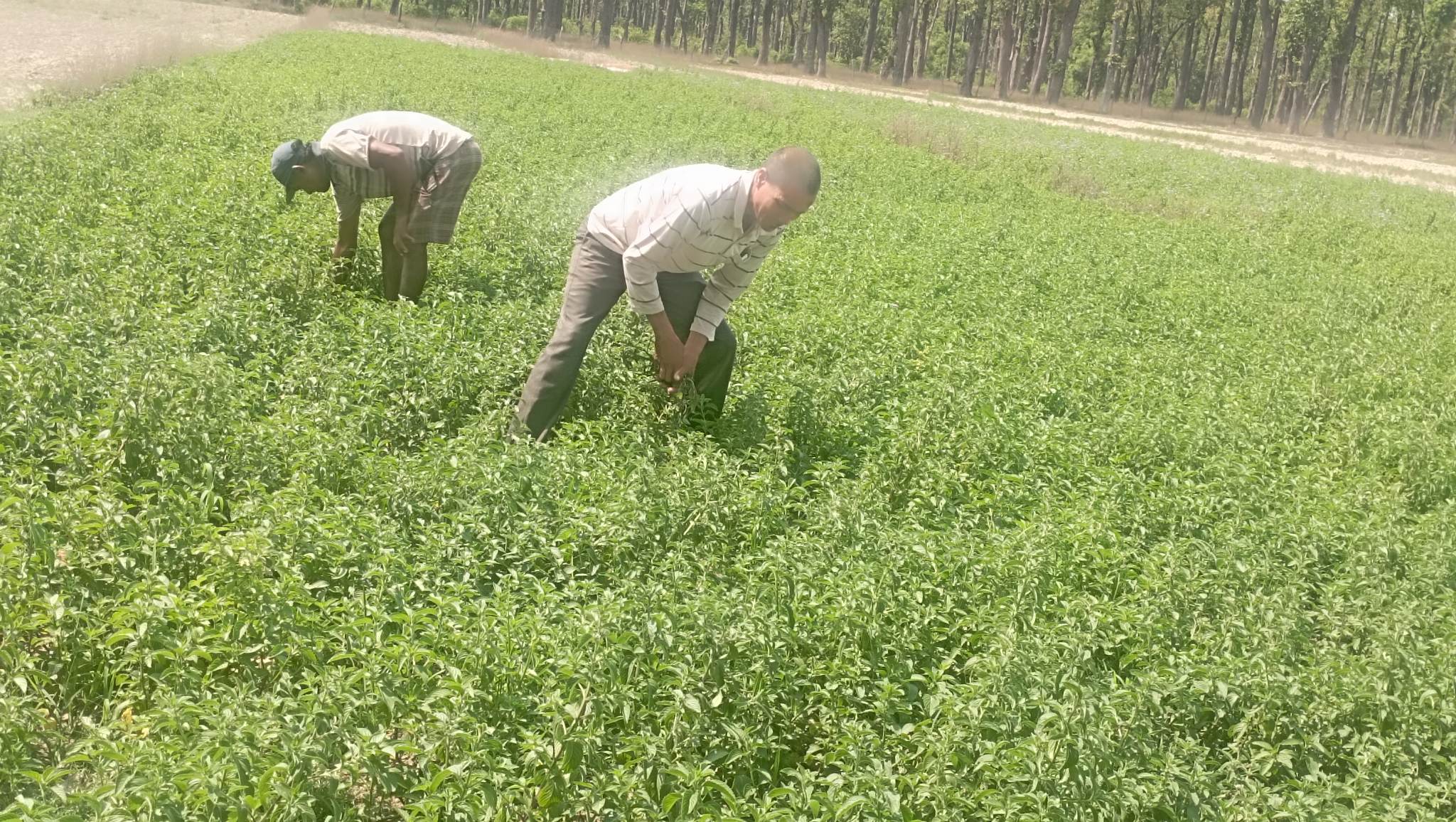 जडीबुटी प्रशोधन प्लान्ट अलपत्र