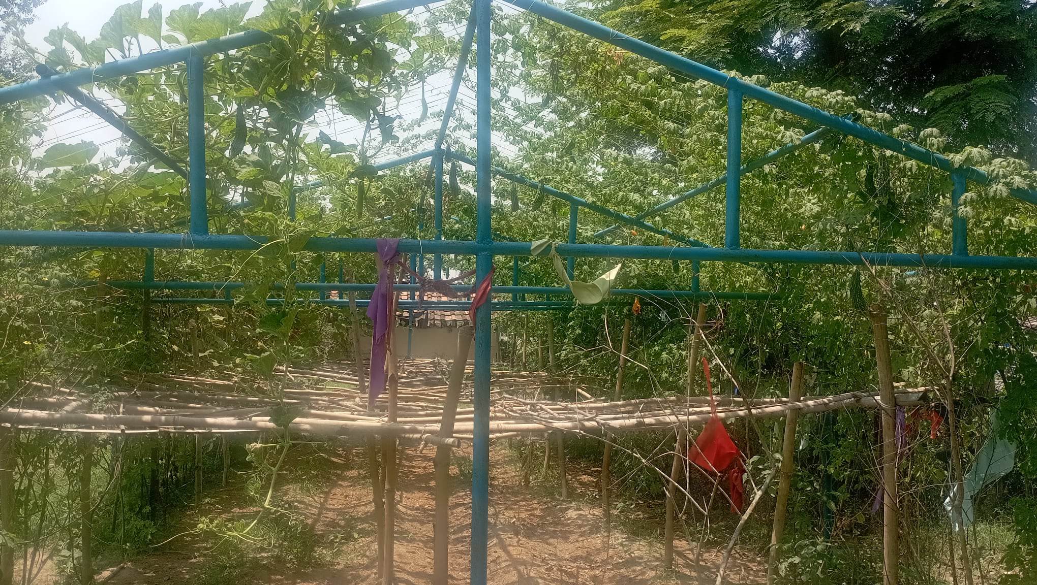 व्यावसायिक तरकारी खेतीबाट परिवारको आर्थिक आधार मजबुत बनाउँदै