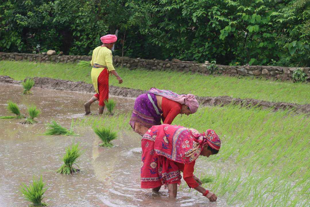कञ्चनपुरमा ८० प्रतिशत रोपाइँ सम्पन्न
