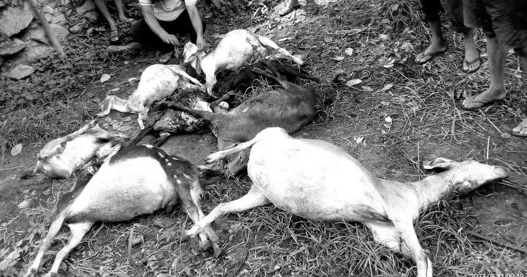 अछाममा चितुवाले आठ बाख्रा मार्‍यो
