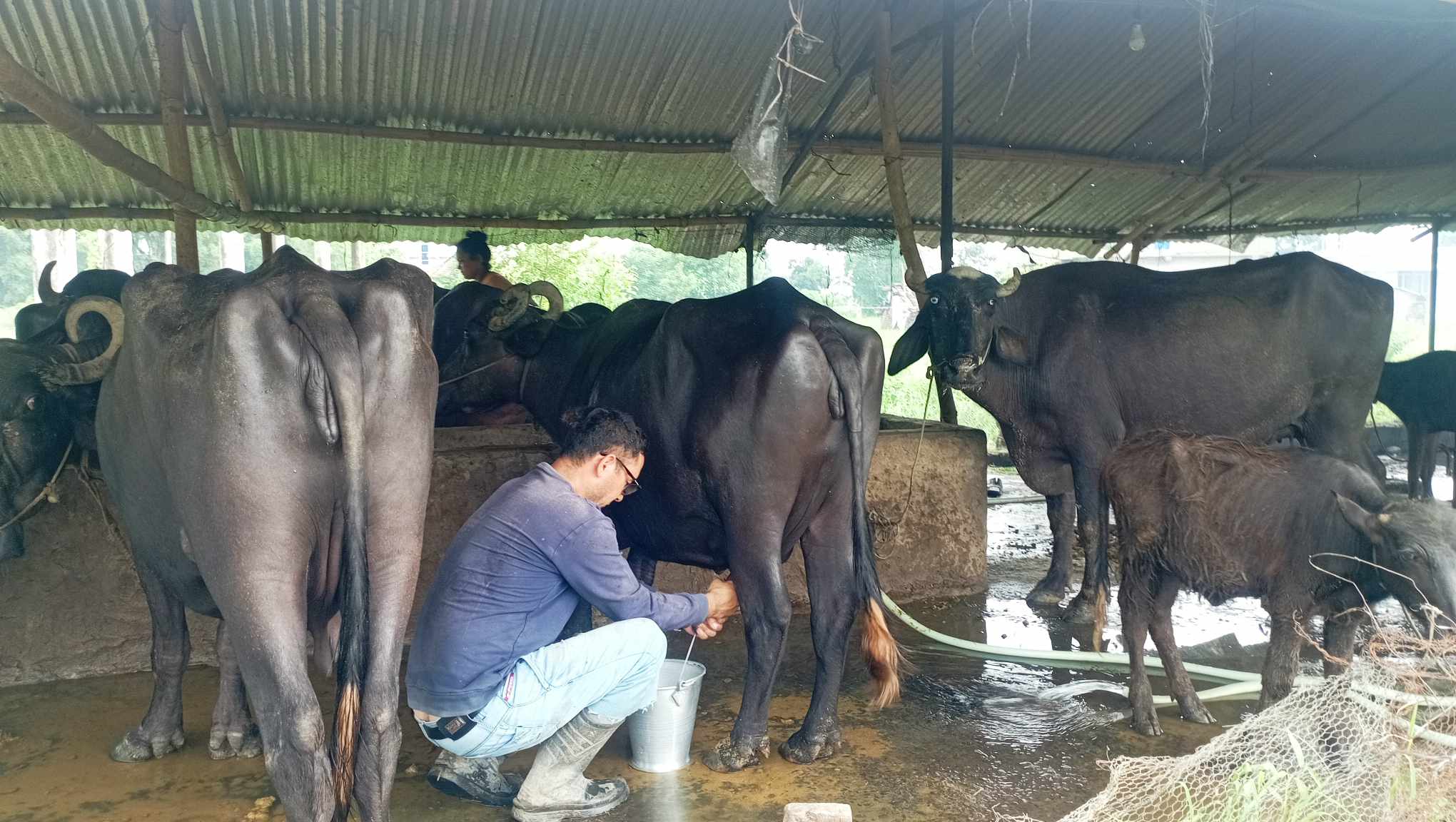 विदेशबाट फर्केर भैँसी पालन : मासिक २ लाख आम्दानी,८० हजार बचत