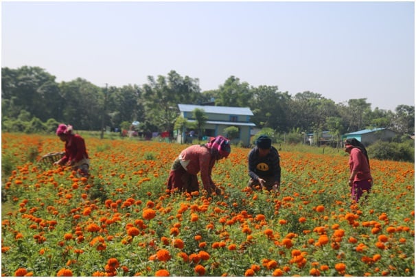 कञ्चनपुरमा पुष्पखेतीमा किसानको आकर्षण बढ्दो
