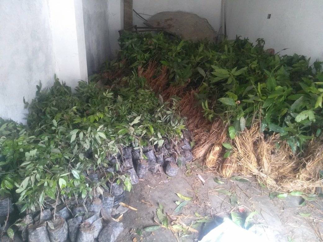 कृष्णपुरमा किसानलाई दुई हजार बढी लिचिका विरुवा वितरण