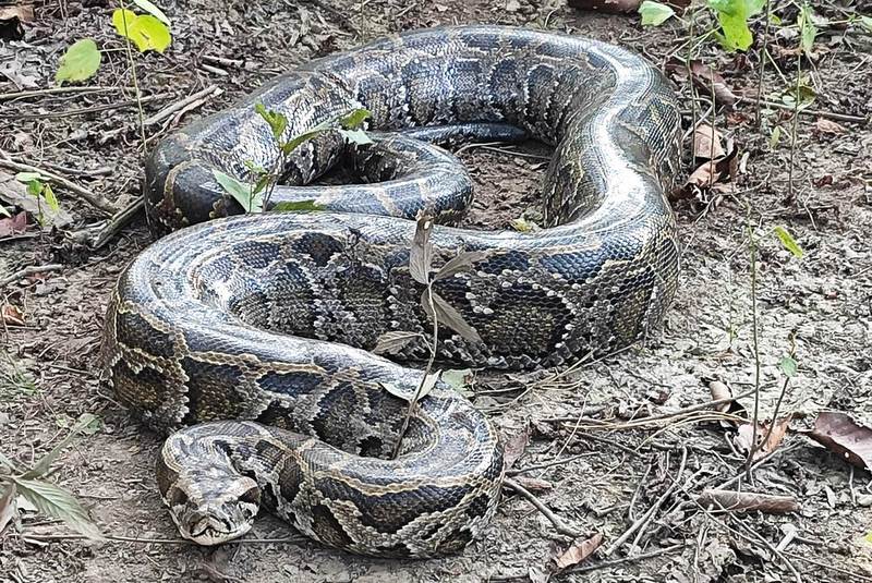 ३० किलो भन्दा बढी तौलको अजिङ्गरको उद्धार