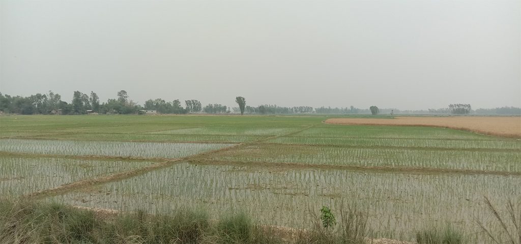 सिँचाइ सुविधा उपलब्ध नहुँदा कञ्चनपुरमा चैते धानबाली घट्यो