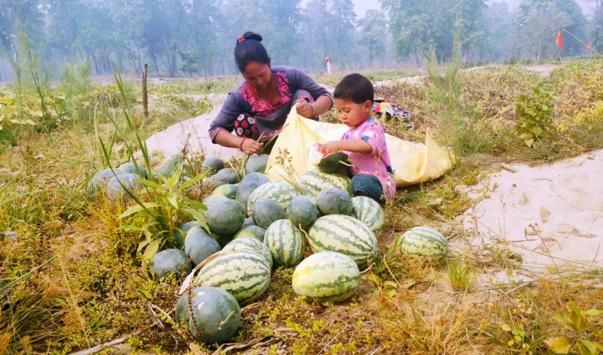 शुक्लाफाँटामा तरबूजा खेती गरेरै जीविका चलाउँँदै दुई सय परिवार