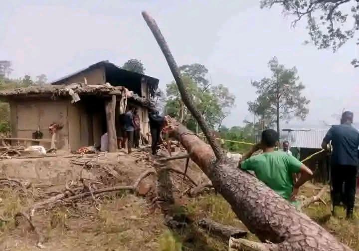 डडेल्धुरामा घरमाथि रुख ढल्दा बुहारीको मुत्यु,सासू घाइते