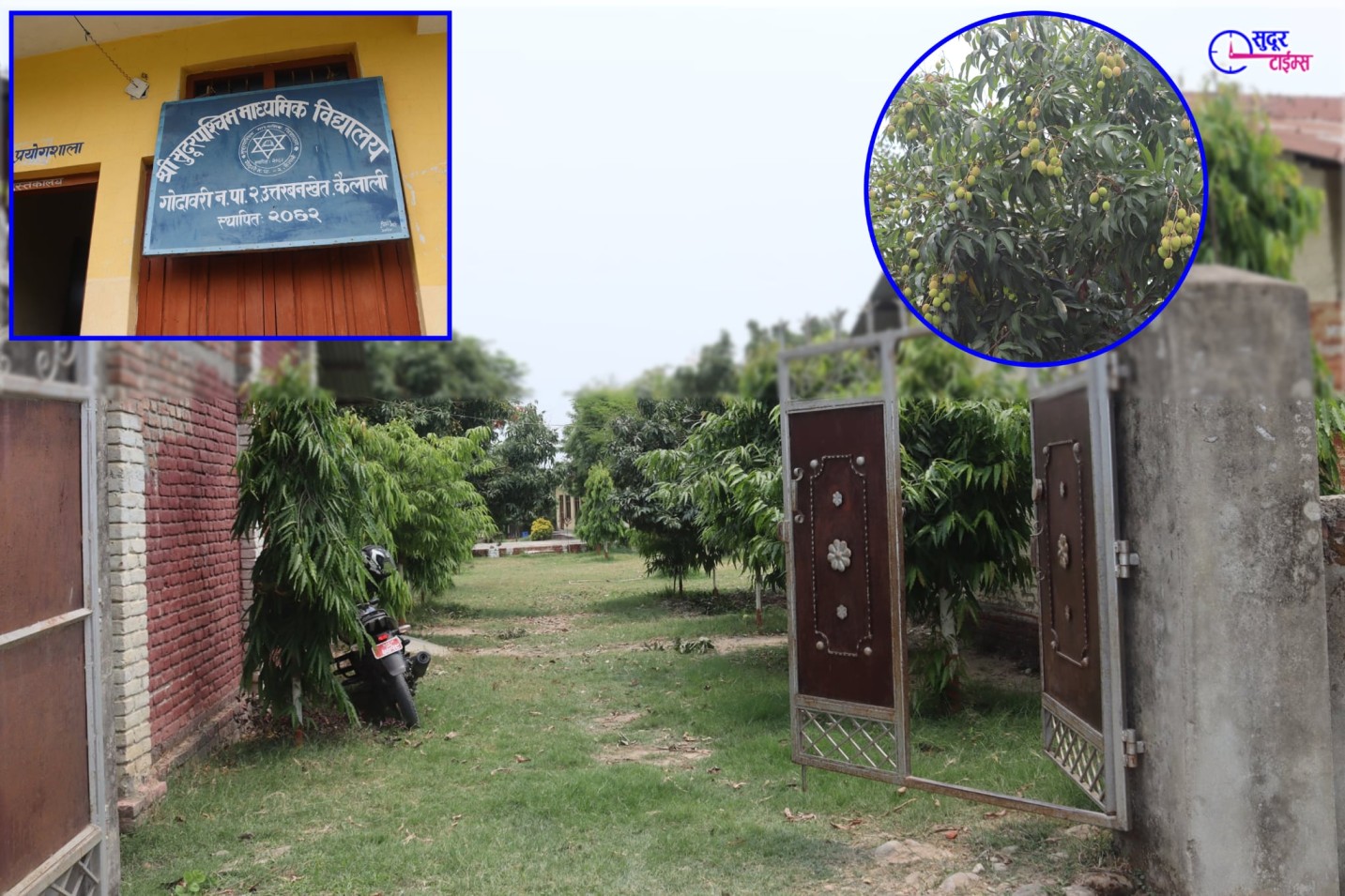 गोदावरीको एउटा विद्यालय, जहाँ फलेका छन् लटरम्म लिची