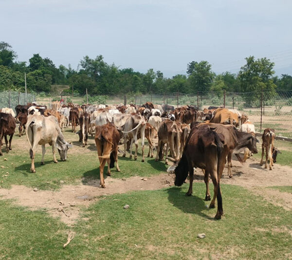 छाडा चौपाया : सडकदेखि वनसम्मको बढ्दो चुनौती