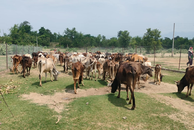 छाडा चौपाया : सडकदेखि वनसम्मको बढ्दो चुनौती