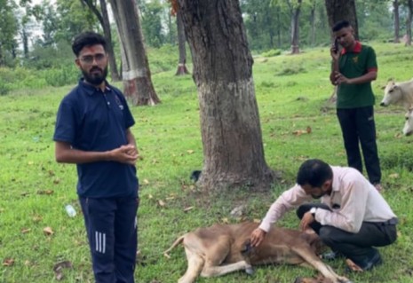 लामीतालमा खाल्डोमा फसेको गाईको उद्धार