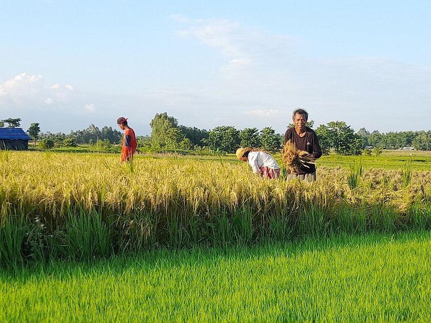 कैलालीका किसानले दोस्रोपटक भित्र्याए चैते धान