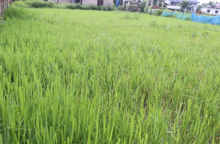 छाडा चौपायाका कारण धान बाली सखाप