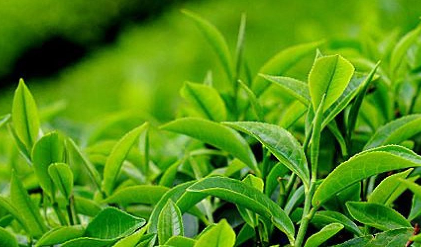 बैतडीका उच्च क्षेत्रमा चियाखेतीको सम्भाव्यता अध्ययन