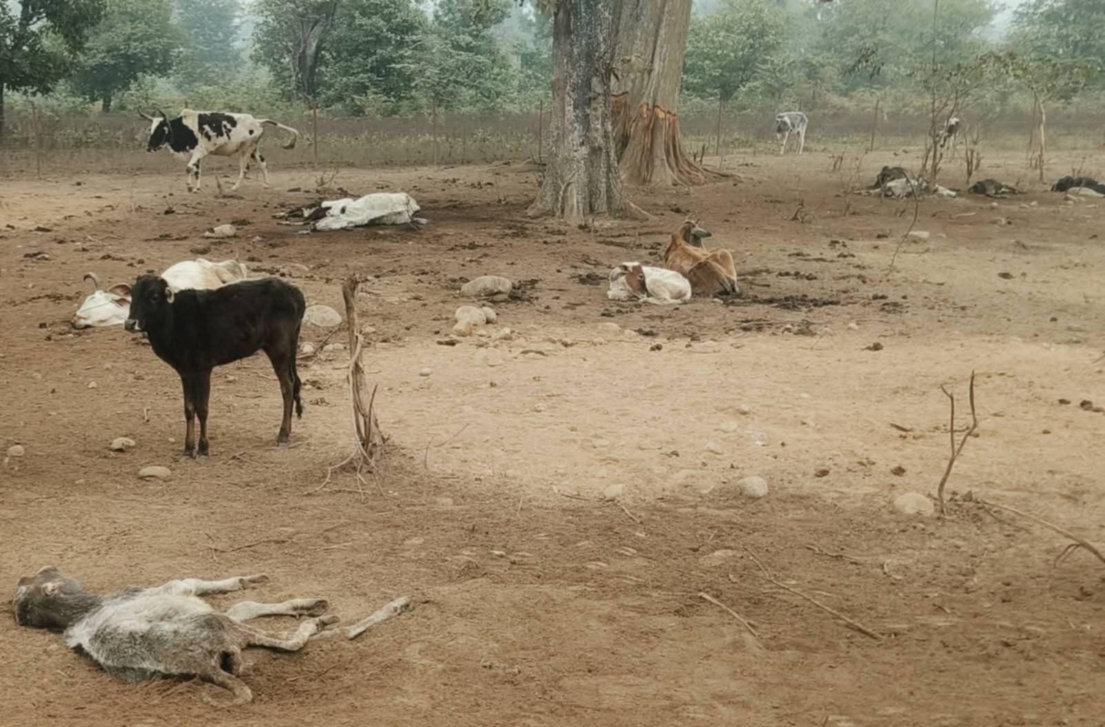गौशालामा २५ वटा गाई मरेका भेटियो