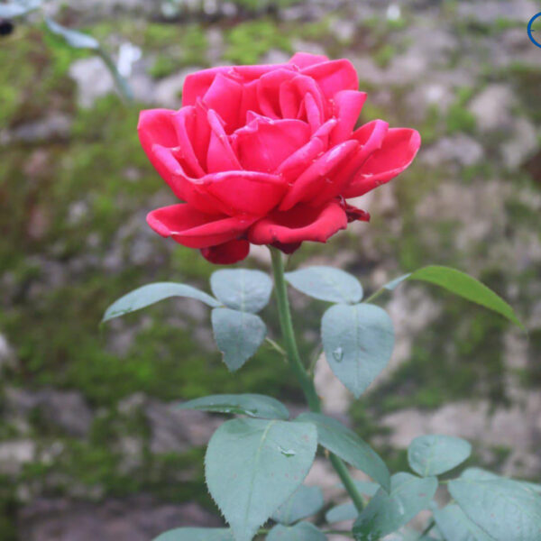 भ्यालेन्टाइन सप्ताह सुरु : आज रोज डे