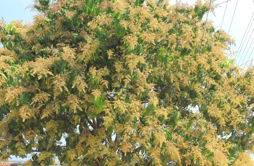 कैलालीमा ढकमक्क आँप, उत्पादन बढ्ने अपेक्षा