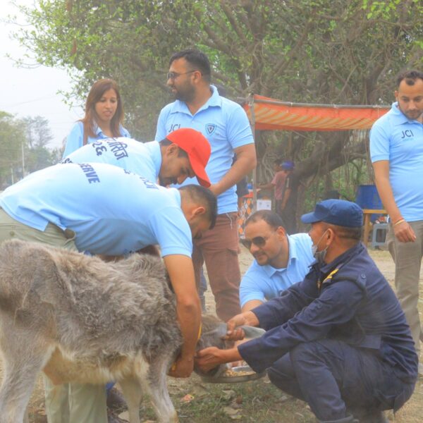अत्तरिया जेसीजले छाडा चौपायामा टाँस्यो रिफ्लेक्टिभ स्टिकर