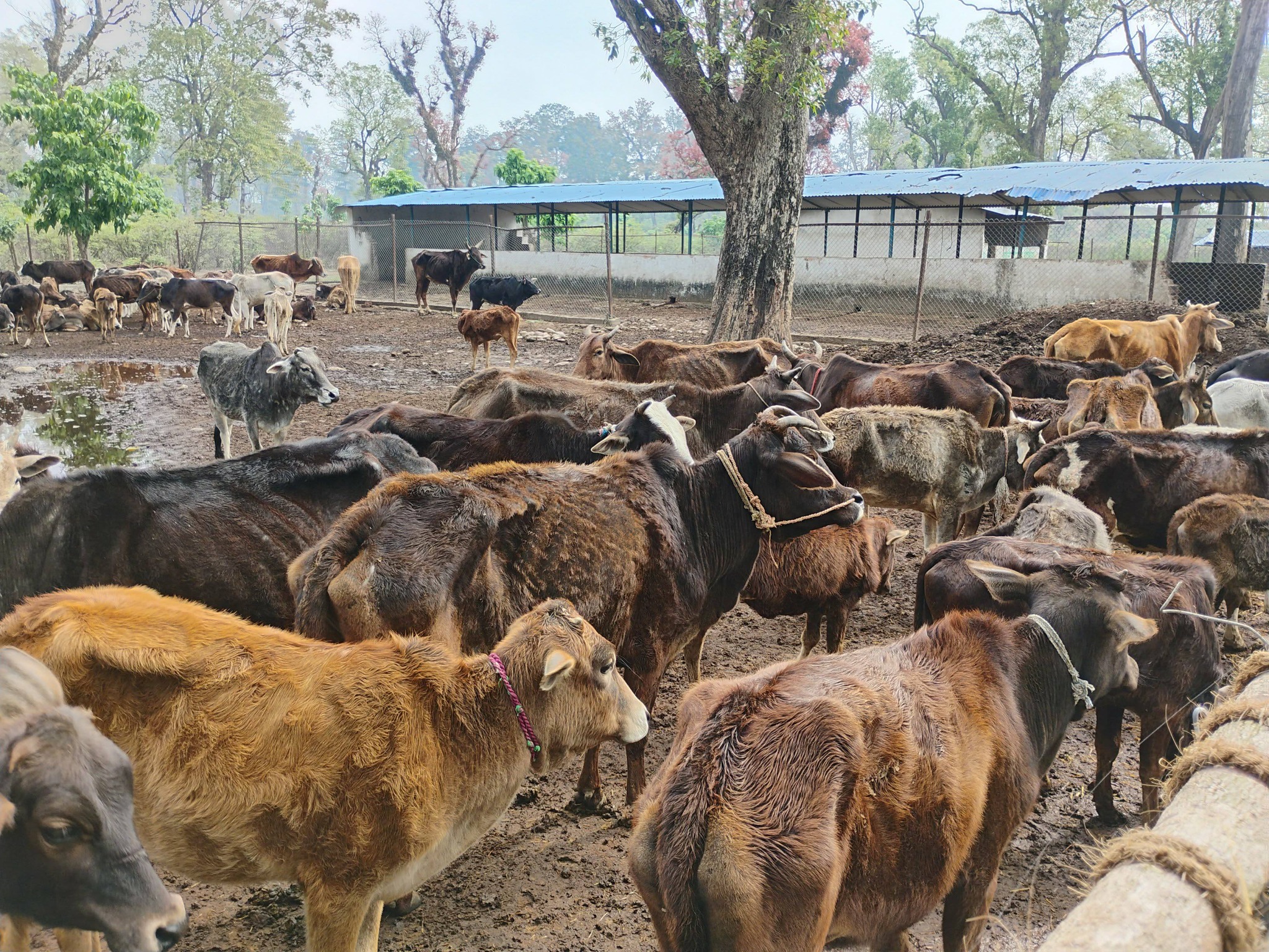 बर्दगोरिया गाउँपालिकाले पशुचौपायाको दिगो व्यवस्थापन गर्ने