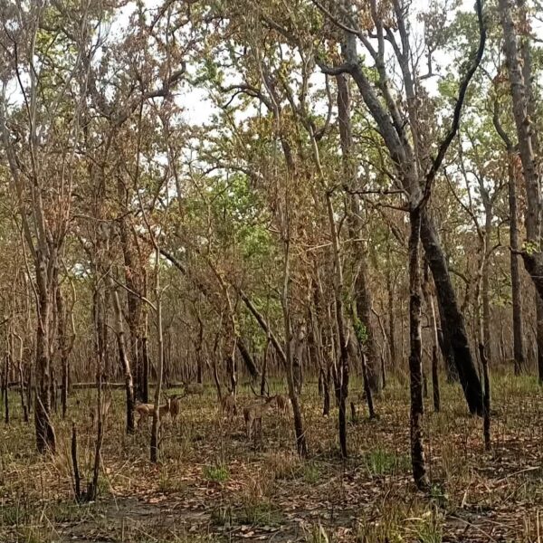 सुदूरपश्चिमको पन्ध्र प्रतिशत वन क्षेत्रमा डढेलो, चुरेमा नियन्त्रण चुनौतीपूर्ण