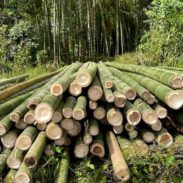 लाखौँ आम्दानी दिने बेत बाँस : बजारमा उच्च माग, तर कामदार पाउनै मुस्किल