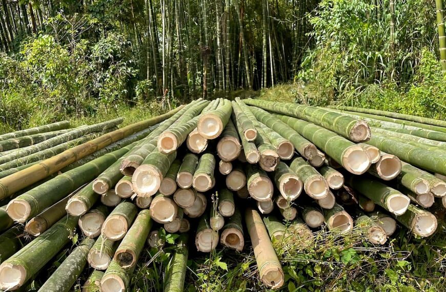 लाखौँ आम्दानी दिने बेत बाँस : बजारमा उच्च माग, तर कामदार पाउनै मुस्किल