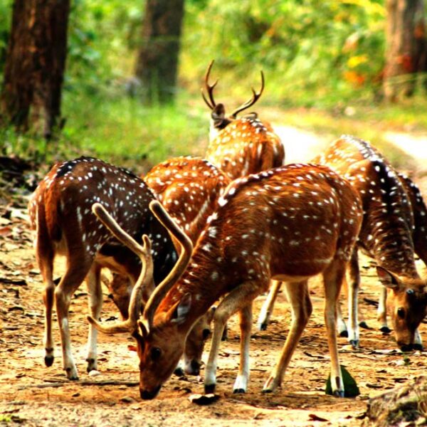 शुक्लाफाँटामा बाघको आहारा धेरै