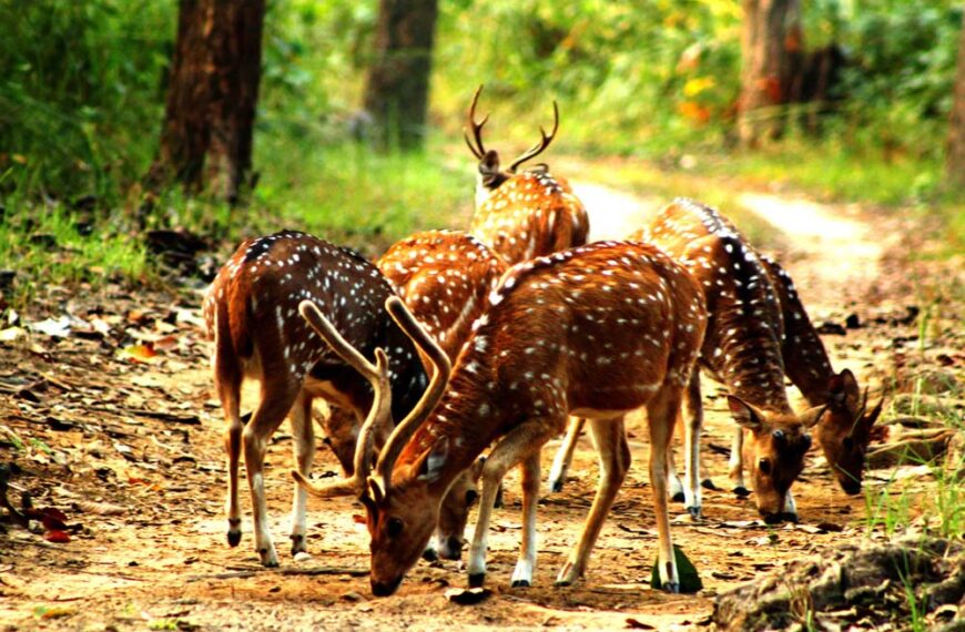 शुक्लाफाँटामा बाघको आहारा धेरै