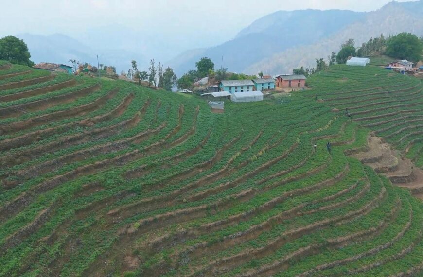 आलु खेतीबाट आत्मनिर्भर बन्दै किसान